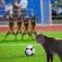 Spieler-Avatar